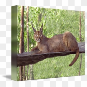 Elk Fauna Wildlife Tail - Chausie, HD Png Download - laying down png