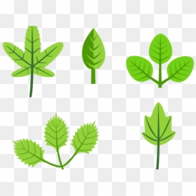 Different Leaves Clipart - Leaves Clip Art, HD Png Download - jungle leaf png