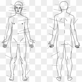 Transparent Body Outline Clipart - Human Body Sketch, HD Png Download - human body outline png