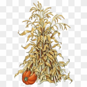 Pumpkin Drawing Maize Clip Art - Fall Corn Stalk Clipart, HD Png Download - corn stalks png