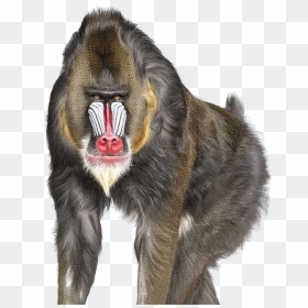 Baboon Png, Transparent Png - baboon png
