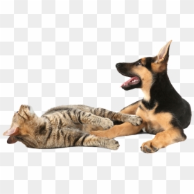 German Shepherd Dog - Cat Yawns, HD Png Download - dogs and cats png