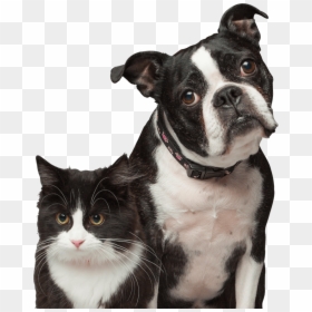 Cat And Dog - Boston Terrier, HD Png Download - dogs and cats png