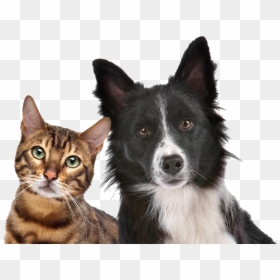 Dog Cat Relationship Dog Cat Relationship Kitten Pet - Free Dog And Cat, HD Png Download - dogs and cats png