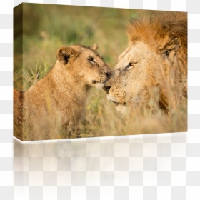 Serengeti , Png Download - Mannetjes Leeuw Met Welp, Transparent Png - lion head roar png