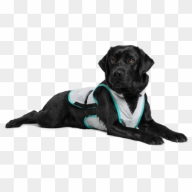 Labrador Retriever, HD Png Download - dog transparent png