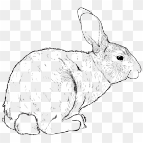 Transparent White Rabbit Png - Domestic Rabbit, Png Download - rabit png