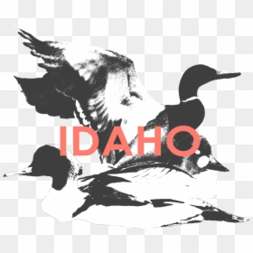 Idaho - Ivory-billed Woodpecker, HD Png Download - duck bill png