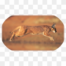 Caracal Animal , Png Download - Caracal Hd, Transparent Png - caracal png