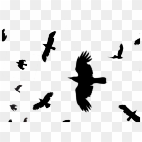 Crows Flying Silhouette Png , Png Download - Transparent Crow Flying Silhouette, Png Download - flying crows png