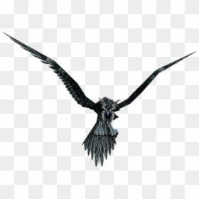 World Of Warcraft Wiki - Storm Crow, HD Png Download - flying crows png