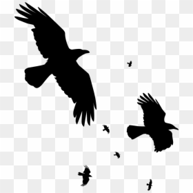 Flying Transparent Crow Silhouette, HD Png Download - flying crows png