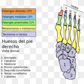 Huesos Del Pie, HD Png Download - hueso png