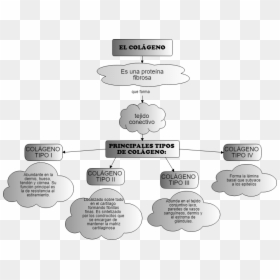 Diagram, HD Png Download - hueso png