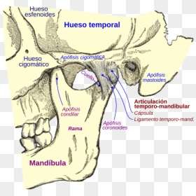 Temporomandibular Joint, HD Png Download - hueso png