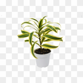 Flowerpot, HD Png Download - pot plant png
