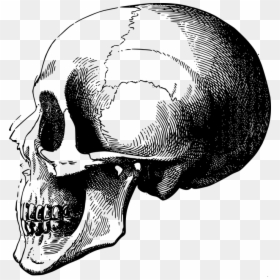 Skull Profile Png, Transparent Png - hueso png