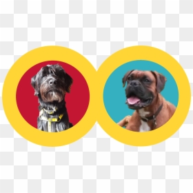 Boxer, HD Png Download - odie png