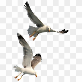 Seagulls Flying Png , Png Download - Transparent Background Seagull Png, Png Download - seagulls flying png