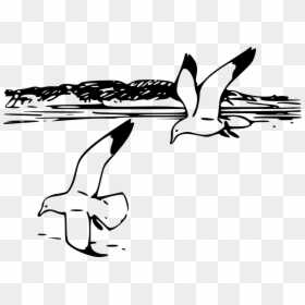 Seagull Clipart Black And White, HD Png Download - seagulls flying png