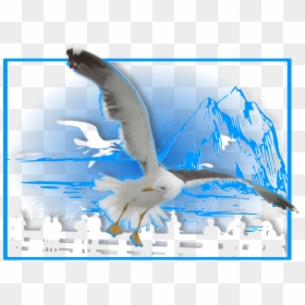What Jonathan Livingston Seagull Quotes, HD Png Download - seagulls flying png
