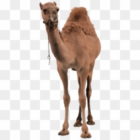 Camel Png Image - Camel Png, Transparent Png - camels png