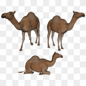3 Camels Clipart, HD Png Download - camels png