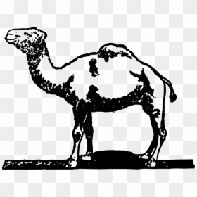 Transparent Camels Png - Unta Hitam Putih Png, Png Download - camels png