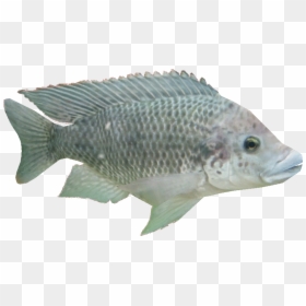 Tilapiaam - Carp, HD Png Download - tilapia png