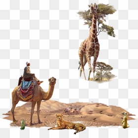 Camel, HD Png Download - camels png