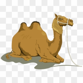 Camel Clipart, HD Png Download - camels png