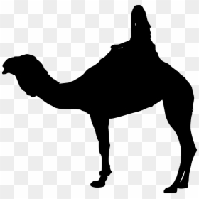 Arabian Camel, HD Png Download - camels png