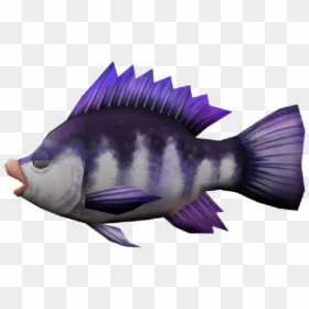 Pomacentridae, HD Png Download - tilapia png