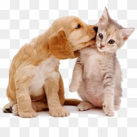 #dog #cat #cute #animal #stickers - Cats Dogs, HD Png Download - dog cat png