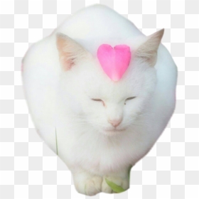 Cat Yawns, HD Png Download - overwatch overlay png
