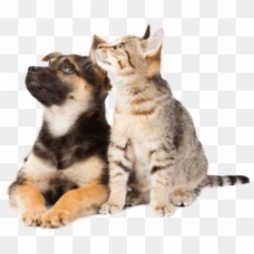 Dog And Cat Png , Png Download - Cat And Dog Transparent Background, Png Download - dog cat png