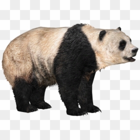 Panda , Png Download - Zoo Tycoon 2 Pandas, Transparent Png - giant panda png