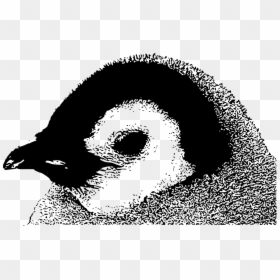 Photography Black White Penguin, HD Png Download - baby head png