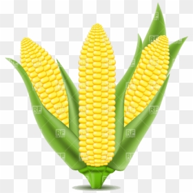 Corn On The Cob Clipart Transparent Png - Corn Illustration, Png Download - corn cob png