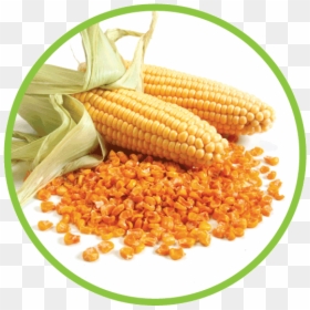 Corn Md Circle - Corn In A Circle, HD Png Download - corn cob png