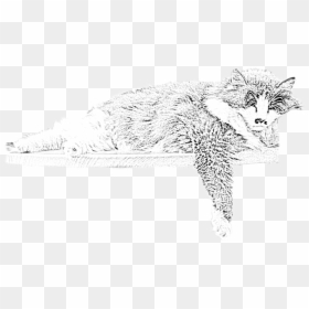 Whitecat Logo - Sketch, HD Png Download - black and white cat png