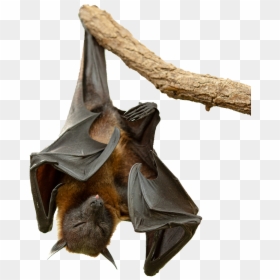 Flying Fox 05 Png By - Flying Foxes No Background, Transparent Png - flying bats png