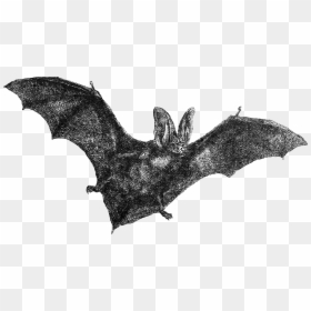 Spooky Clipart Flying Bat - Bat Drawing Png, Transparent Png - flying bats png