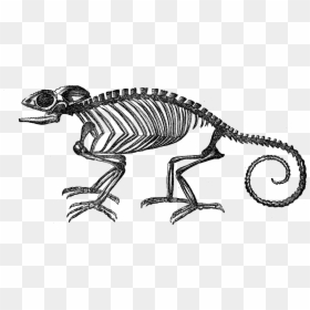 Transparent Skeleton - Chameleon Skeleton, HD Png Download - large png image