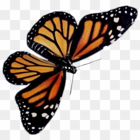 Transparent Viceroy Butterfly - Grace Obedience, HD Png Download - mockingjay pin png