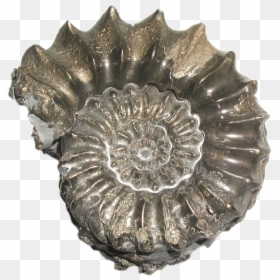 Transparent Fossils, HD Png Download - fossils png