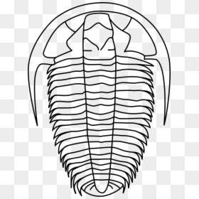 Transparent Fossils Png - Trilobite Clipart, Png Download - fossils png