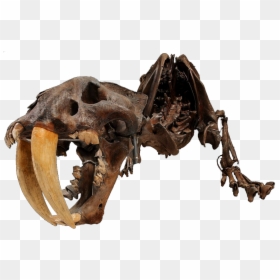 A Skeleton Of A Smilodon - David H Koch Hall Of Fossils, HD Png Download - fossils png