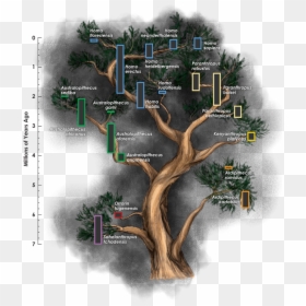 The Hominin Family Tree Is Frequently Revised, But - Homo Tree, HD Png Download - fossils png