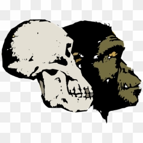 Theory Of Evolution, HD Png Download - fossils png